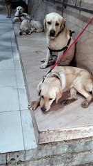 Cute Dogs  Video By Kingdom Of Awais
