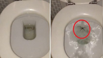 Il découvre une chose horrible en allant aux toilettes