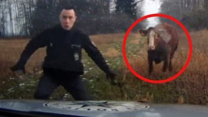 Il se fait charger par une vache folle