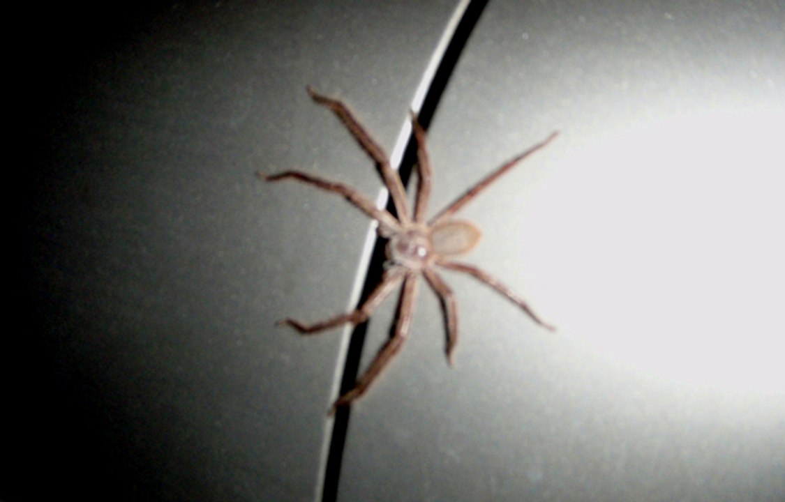 Une araignée énorme coincée dans la portière d'une voiture