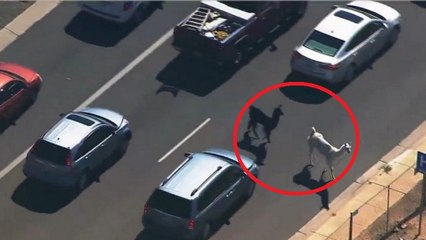 Une course-poursuite entre la police et... deux lamas !