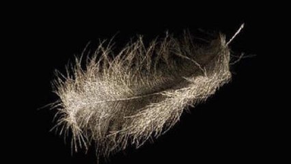 Cette plume est en fait une incroyable illusion d'optique