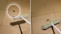 Il va avoir une très grosse surprise en voulant se débarrasser de cette araignée