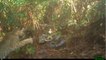 Un lynx filmé s'attaquant à un nid de python birman en Floride
