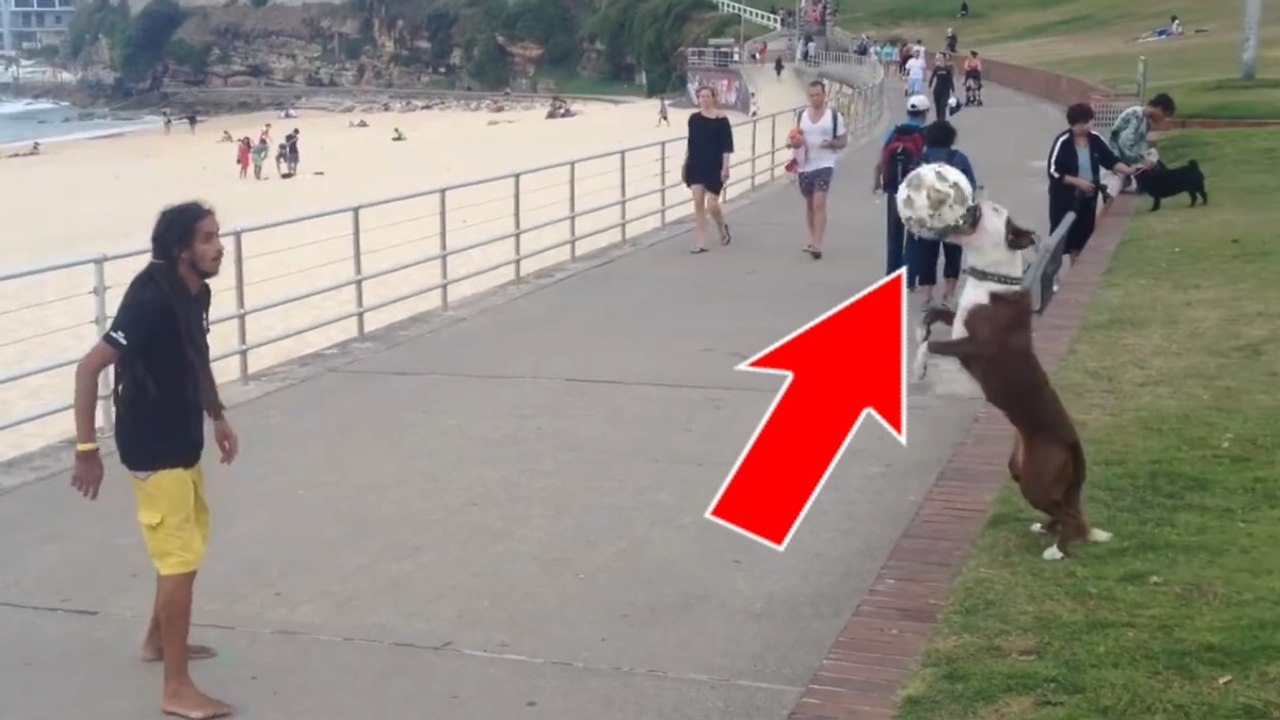 Ce chien jongle avec un ballon comme un footballeur professionnel