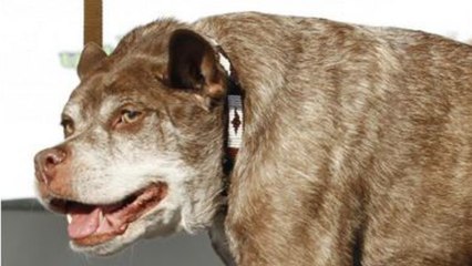 Voici le chien qui a été élu le plus laid du monde