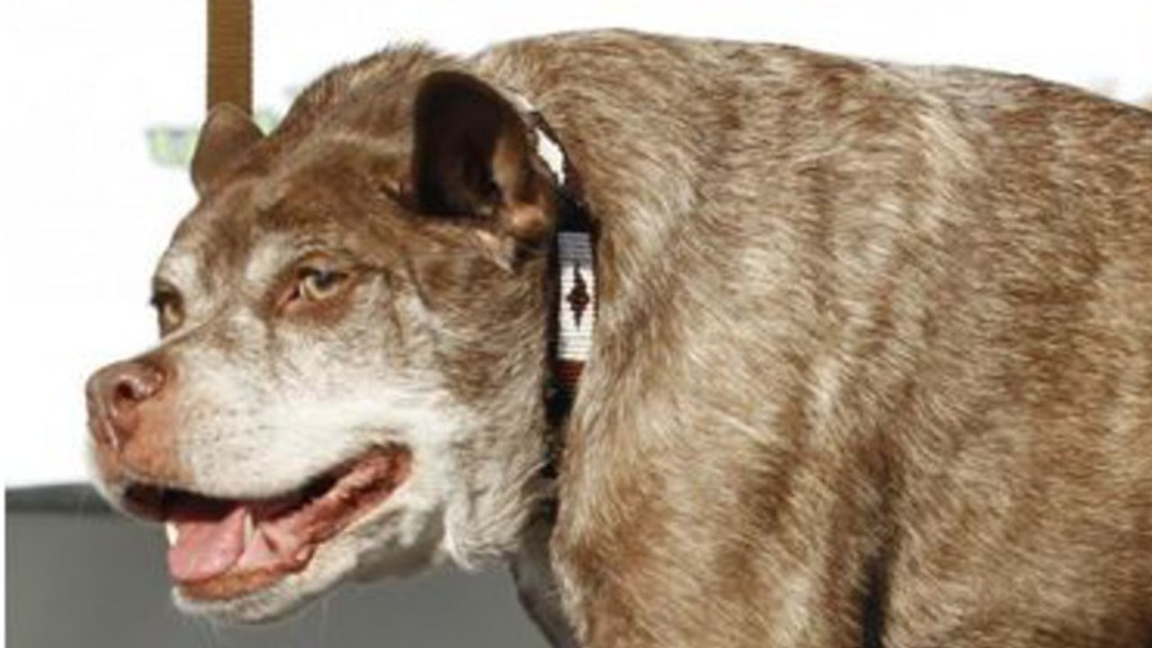 Voici le chien qui a été élu le plus laid du monde