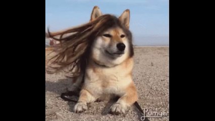 Bolivie : un chien rentre en plein match et vole une chaussure à un joueur