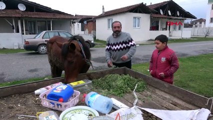 Yaşlı atı yorulunca arabayı kendisi çekti