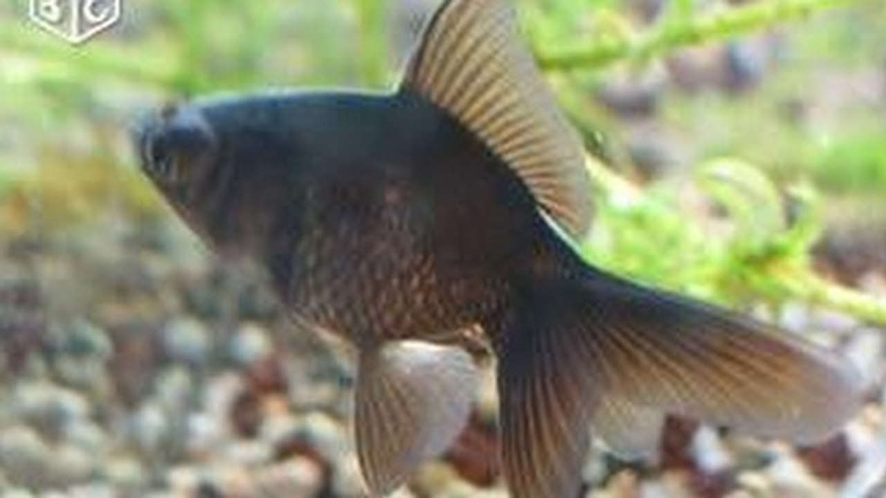 Le Bon Coin : une annonce pour des poissons rouges noirs
