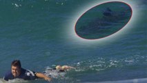 Des requins s'invitent parmi un groupe de surfeurs en Californie