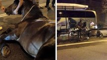 Barcelone : un cheval meurt d'épuisement après avoir tiré trop de calèches