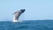 Une baleine à bosse s'amuse au large du bassin d'Arcachon