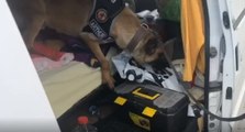 Narkotik köpeği Arthur 3760 gram uyuşturucu yakaladı