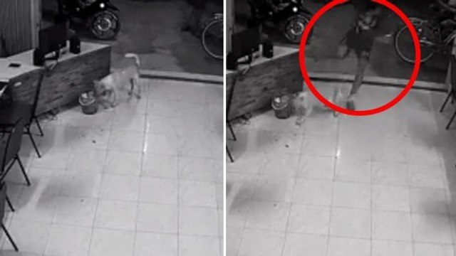 Il subit un bon retour de karma en voulant frapper un chien