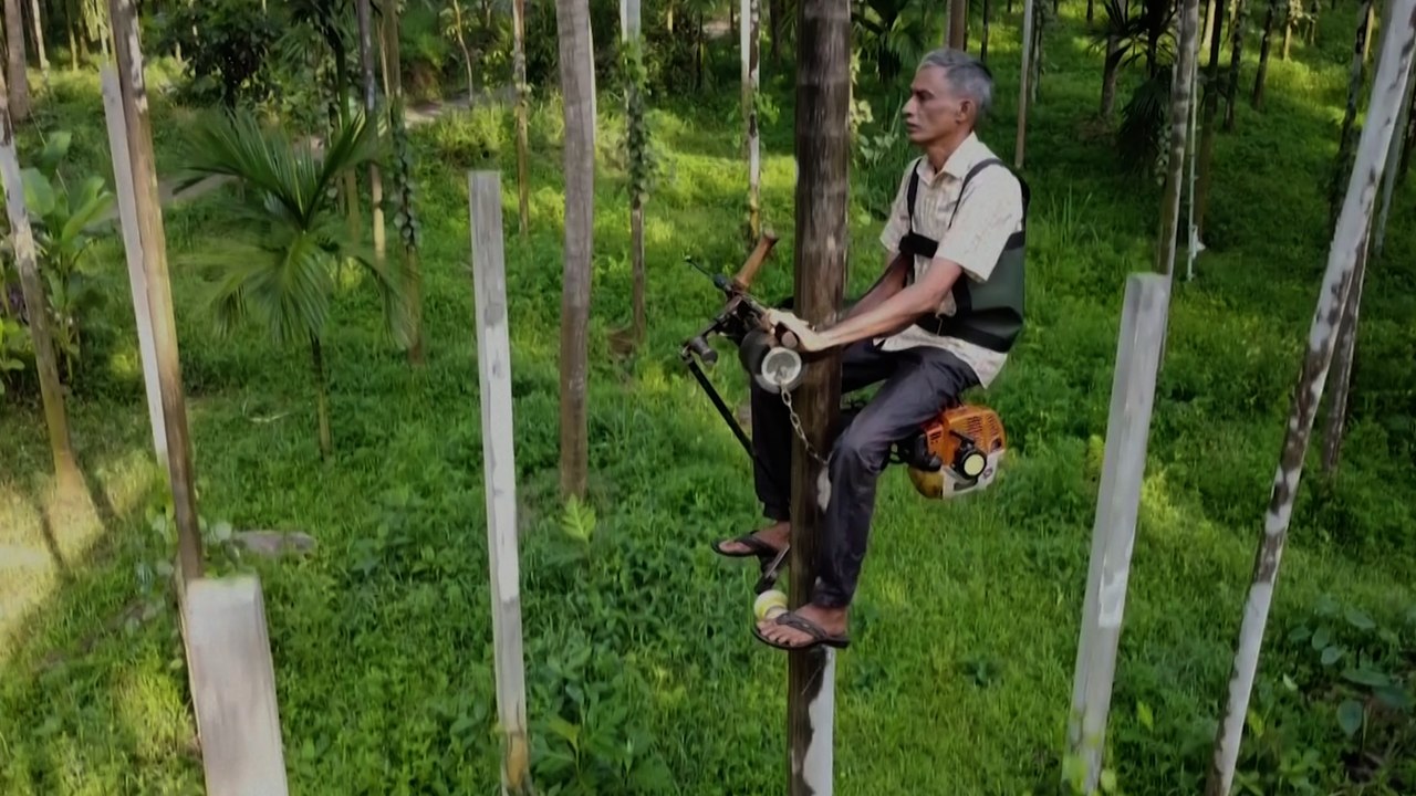 Son "scooter des arbres" permet d'atteindre le sommet de palmiers en seulement 5 secondes