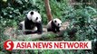 The Straits Times | Baby panda Le Le debuts with mum