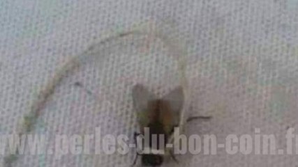 Le Bon Coin : une annonce pour venir à bout de tous les adversaires avec la "mouche de combat"