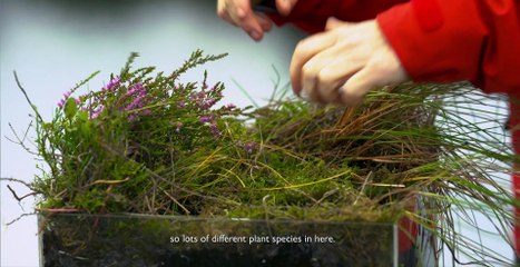 Multiple Benefits - Enhancing habitat (16-9)