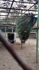 Peacock  Video By Kingdom of Awais