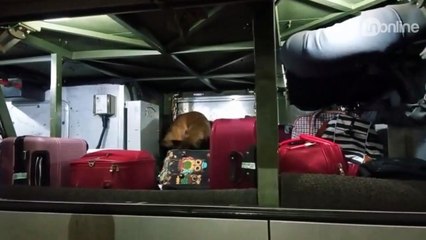 PM realiza operação na rodoviária de Apucarana; veja