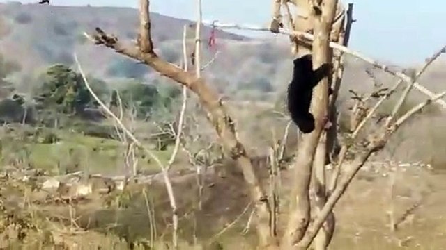 When scared, the child of the bear started screaming, see in the video