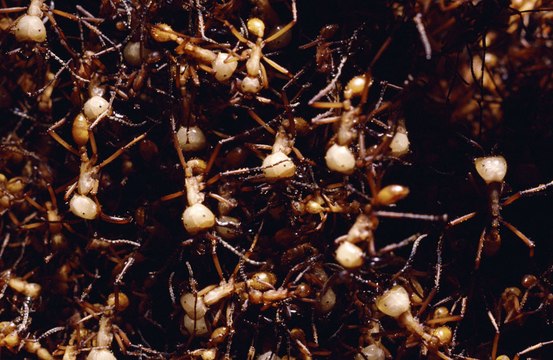 Ants can sniff out cancer in humans