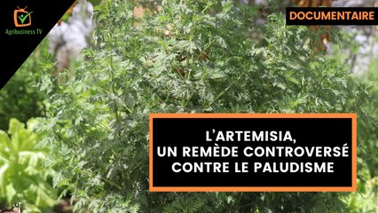 Documentaire : L’artemisia, un remède controversé contre le paludisme