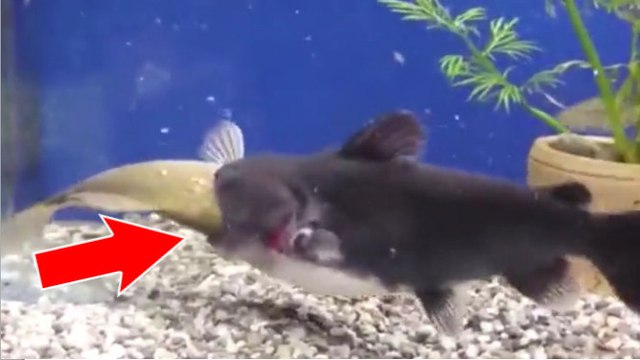 Un poisson-chat gobe un poisson aussi gros que lui