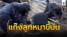 พี่อย่าช้าเร็วๆ หนูหิว .... เจ้าแก๊งน้องหมาที่เคยเข้ามาช่วยไว้ในป่า ครั้งที่แล้ว ตอนนี้ ควาแสบ มาเต็มสุดๆ