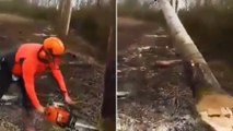 La technique intelligente d'un bûcheron pour couper des arbres rapidement