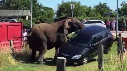 35 Big Animal Encounters You Need To See