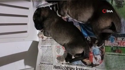 Şaşkına çeviren olay: Yeni doğan yavru köpek 'anne' dedi