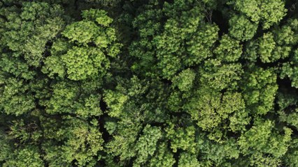 Premier League : Manchester United au cœur de la polémique pour avoir pris un avion pour... dix minutes