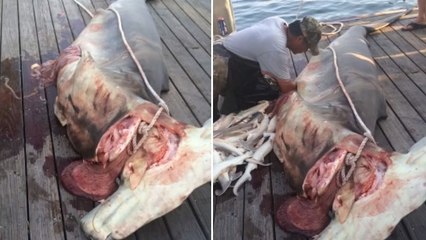 Un pêcheur fait une découverte incroyable dans le ventre d'un requin
