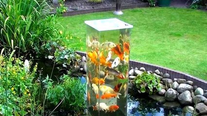 Il installe un aquarium dans un étang, la réaction des poissons est très surprenante