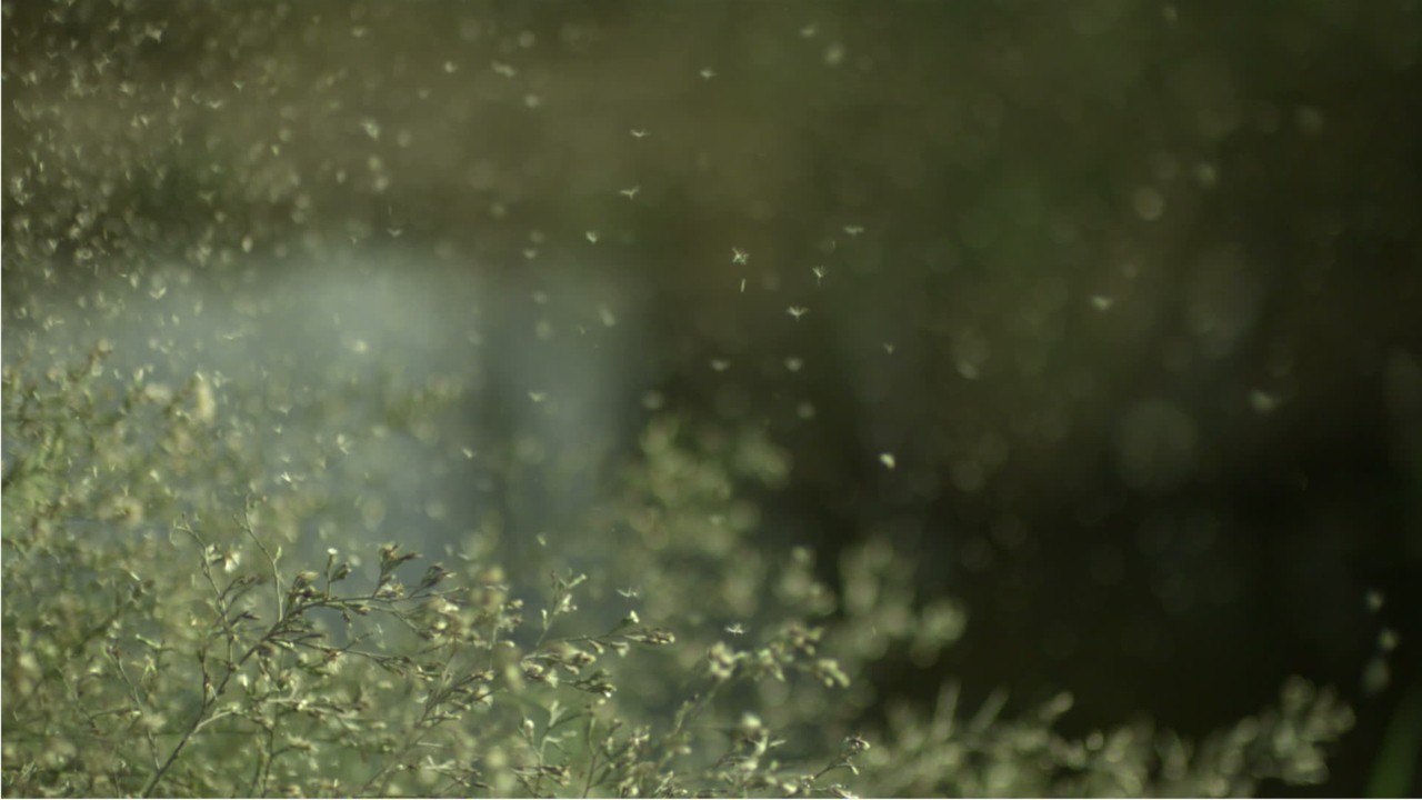 Achtung, Allergiker: Frühlingshafte Temperaturen und Pollenflug