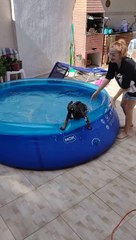 Pup Plays in Swimming Pool