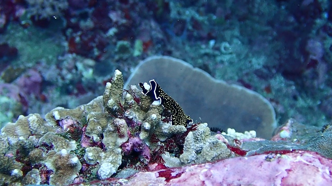 Flatworm Dancing Down to the Seafloor