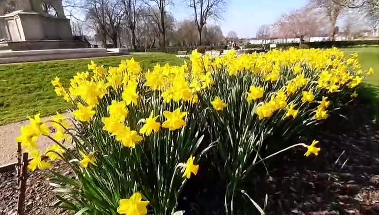 Beautiful Blooms