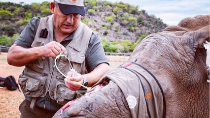 Comment sauver un rhinocéros victime de braconnage ?