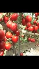 Tomato Farming in Nepal Agriculture Development .... in Nepal ....