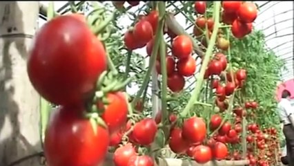 Tomato Farming in Nepal Agriculture Development .... in Nepal ....