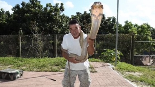 Cet homme fait le travail le plus dangereux du monde avec des serpents