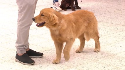 bd-consejos-para-sacar-a-pasear-a-su-perro-110322