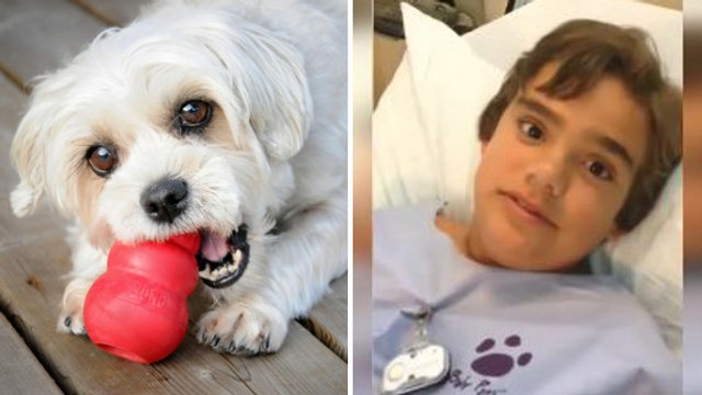 Insolite: Il inhale le sifflet d'un jouet pour chien, et couine quand il respire !