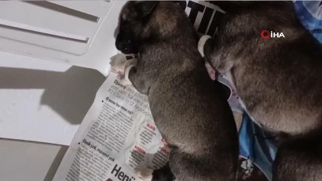 Kırıkkale'de şaşkına çeviren olay...Yeni doğan yavru köpek 'anne' dedi
