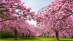 5 lieux où voir la floraison des cerisiers japonais en France