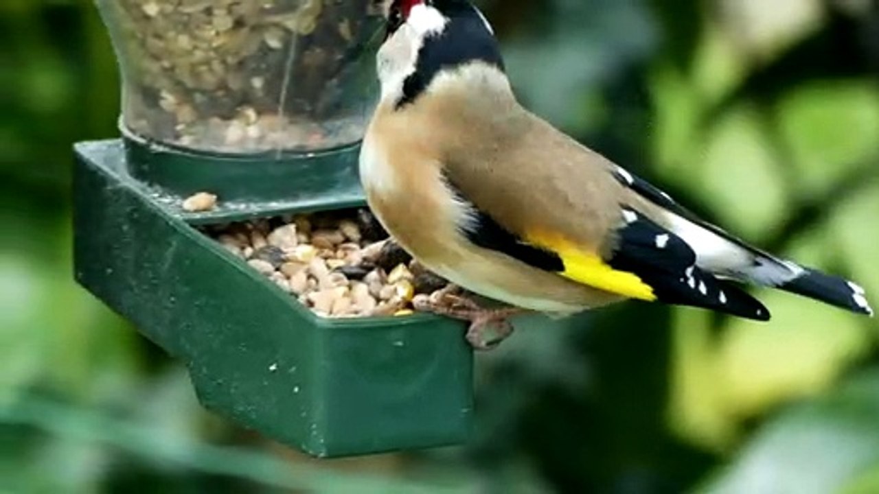 Chardonneret élégant filmé en bretagne le 10 03 2022