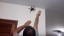 Il trouve une énorme mygale chez lui et l'attrape à mains nues